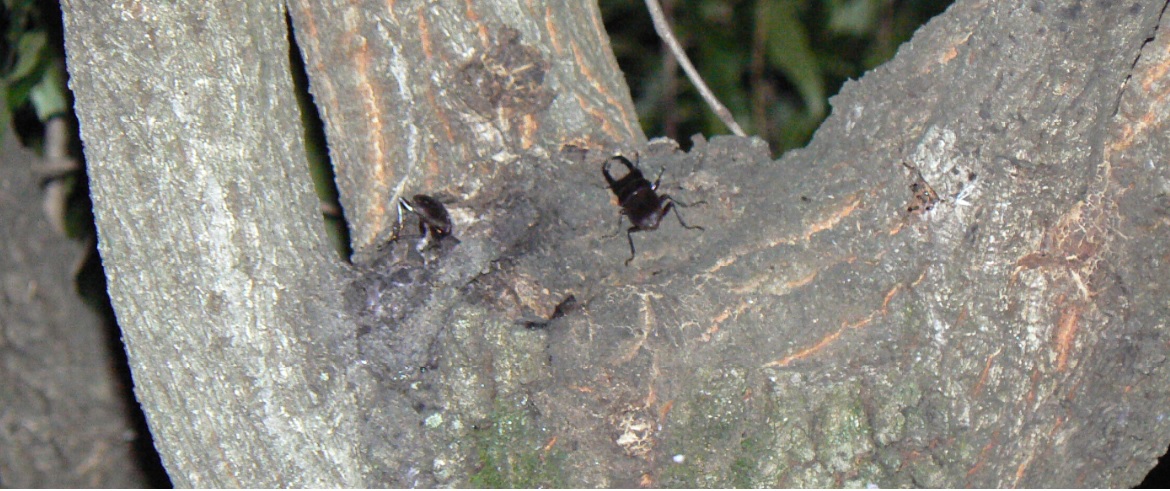 団地前のクヌギ_1_バス通りから見える台場　コクワガタ2♂ 2021年5月28日19時35分頃 気温23度